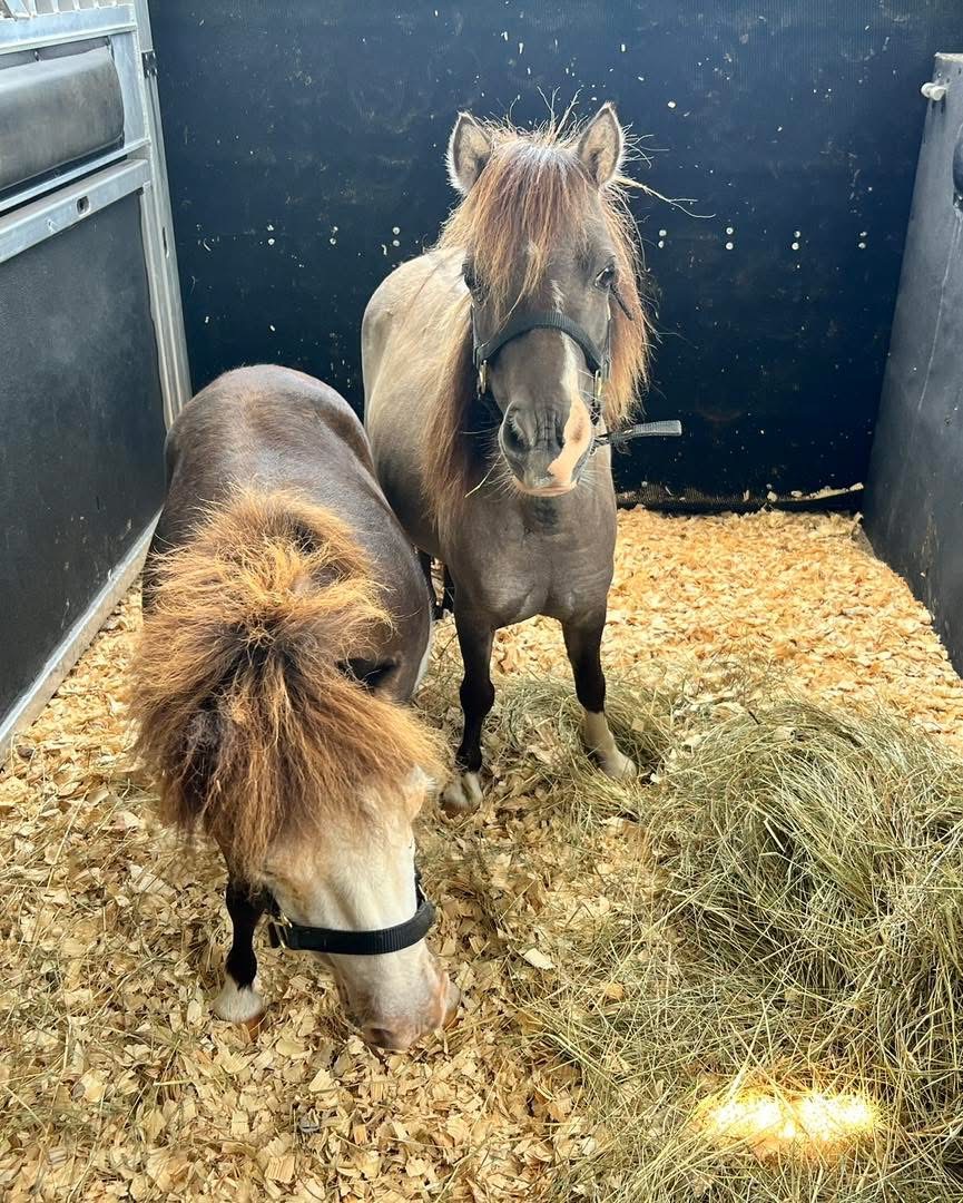 Horse safely loaded in trailer